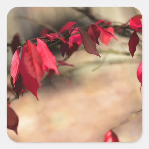 Burning Bush Autumn Foliage - Euonymus alatus Square Sticker