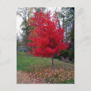 Burning Bush Postcard