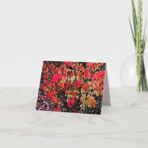Burning Bush Thank You Card