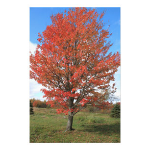 Burning red maple tree in the fall photo print