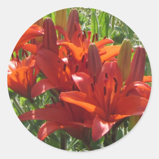 Burnt Orange Asiatic Lilies, Classic Round Sticker (Front)