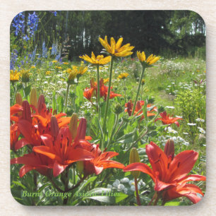 Burnt Orange Asiatic Lilies Summer Garden Coaster