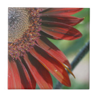 Burnt Orange Sunflower Petals Nature