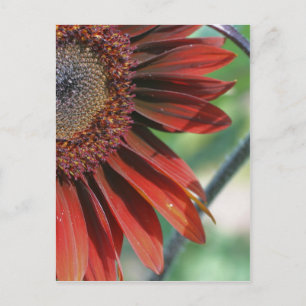 Burnt Orange Sunflower Petals Nature Postcard