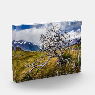 Burnt tree, Torres del Paine, Chile Photo Block