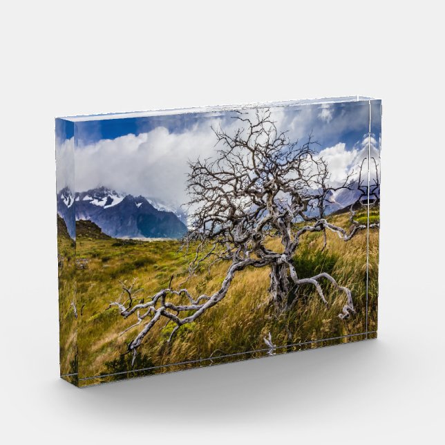 Burnt tree, Torres del Paine, Chile Photo Block (Left)