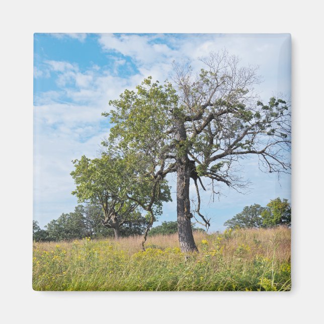 Burr Oak Trees and Prairie Magnet (Front)
