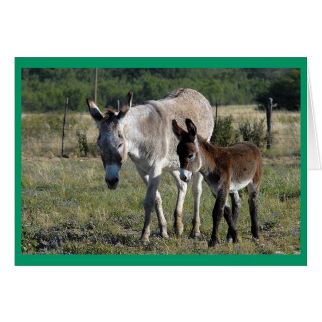 Burra and Burrito #1 (Front Horizontal)