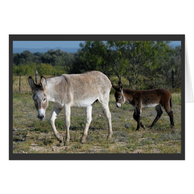 "Burra and Burrito #2" (Front Horizontal)