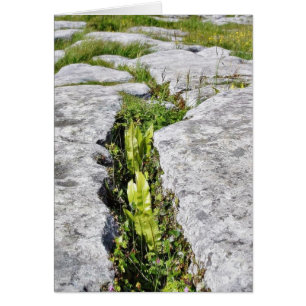 Burren Plants Limestone Rocks