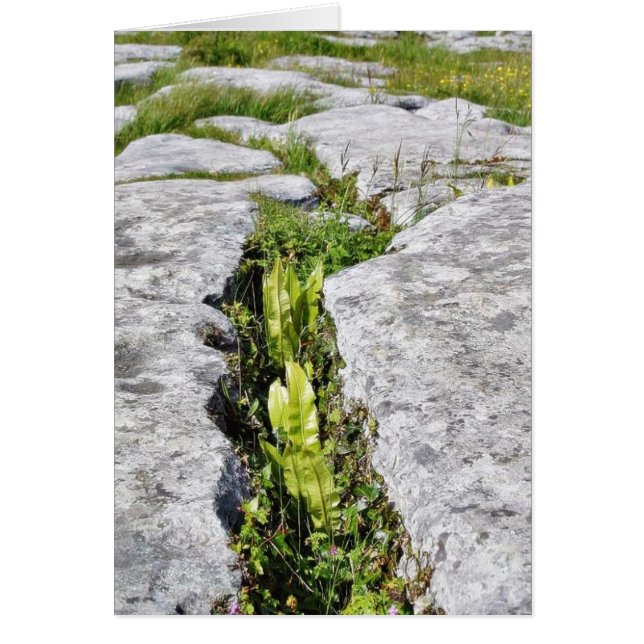 Burren Plants Limestone Rocks (Front)