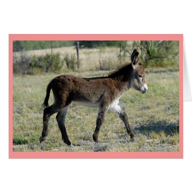 "Burrito" (Front Horizontal)