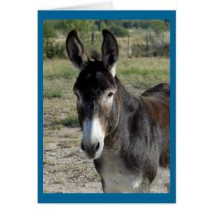 Burro