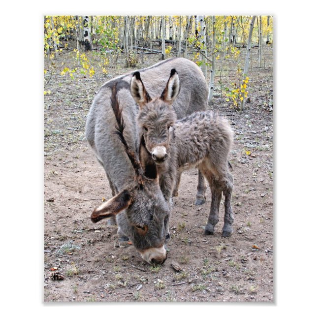 Burro and Baby Photo Print (Front)