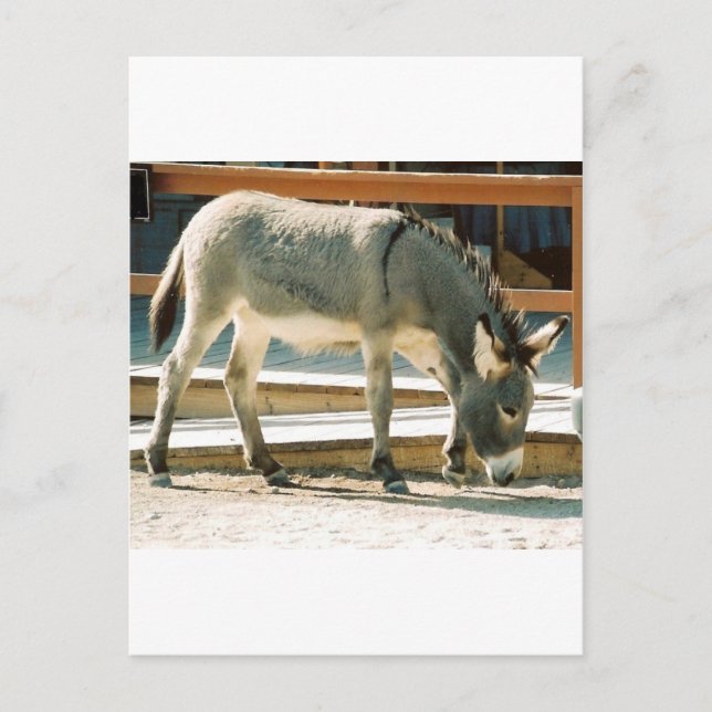 Burro in Town Postcard (Front)