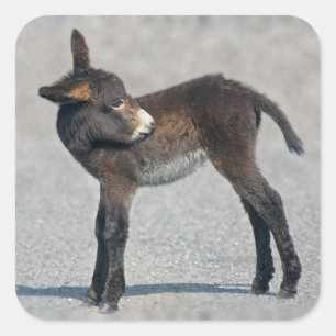 Burro Sticker