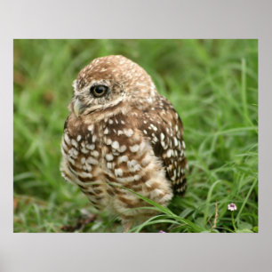 Burrowing Owl #1 Poster