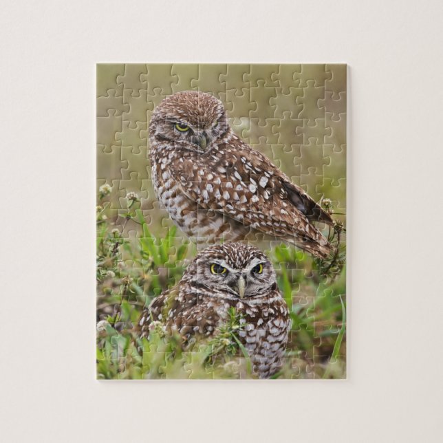 Burrowing Owl, Athene cunicularia, Cape Coral, Jigsaw Puzzle (Vertical)