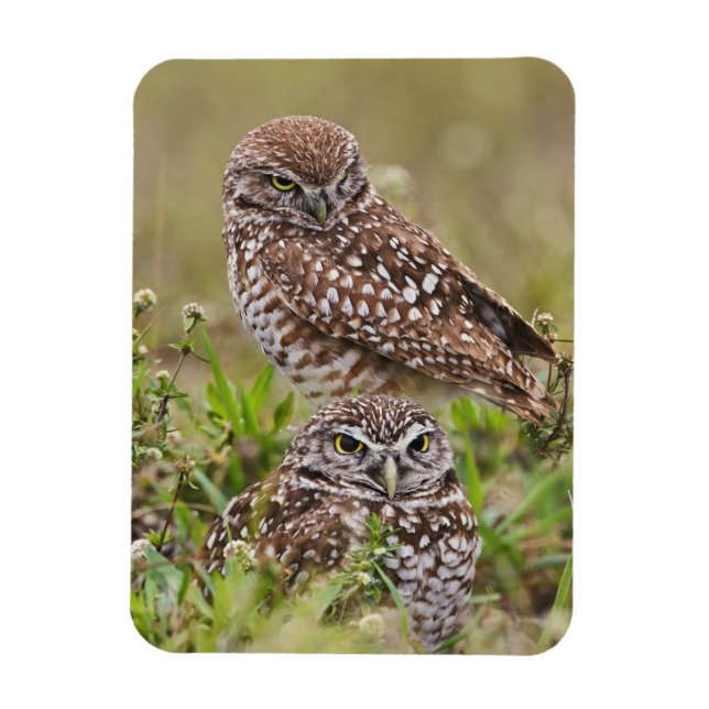Burrowing Owl, Athene cunicularia, Cape Coral, Magnet (Vertical)