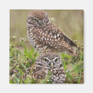 Burrowing Owl, Athene cunicularia, Cape Coral, Magnet