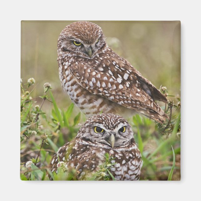 Burrowing Owl, Athene cunicularia, Cape Coral, Magnet (Front)