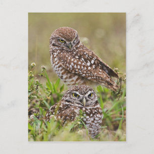 Burrowing Owl, Athene cunicularia, Cape Coral, Postcard