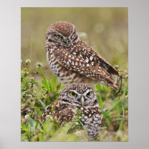 Burrowing Owl, Athene cunicularia, Cape Coral, Poster