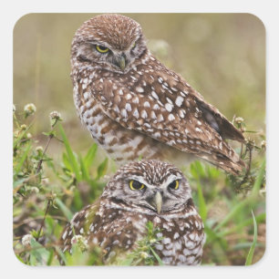 Burrowing Owl, Athene cunicularia, Cape Coral, Square Sticker