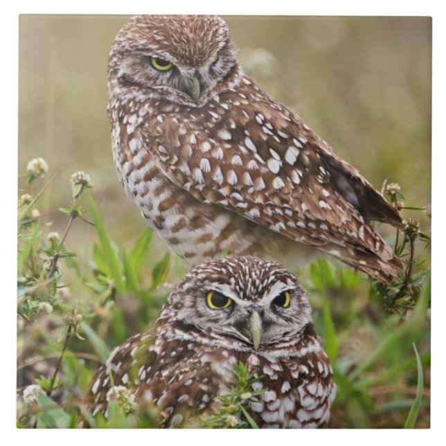 Burrowing Owl, Athene cunicularia, Cape Coral, Tile (Front)