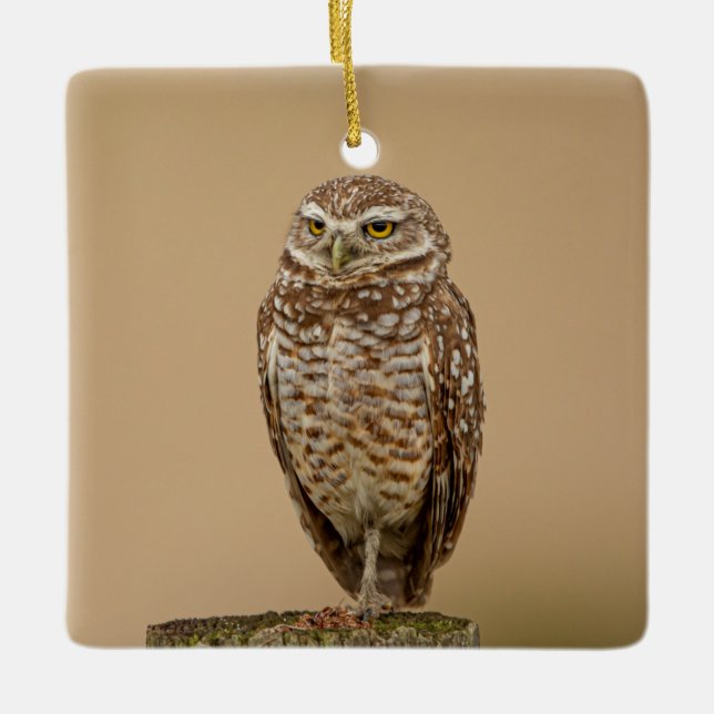 Burrowing Owl Ceramic Ornament (Front)