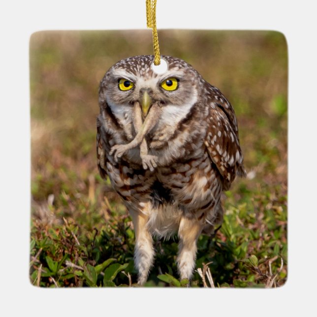 Burrowing Owl Ceramic Ornament (Front)