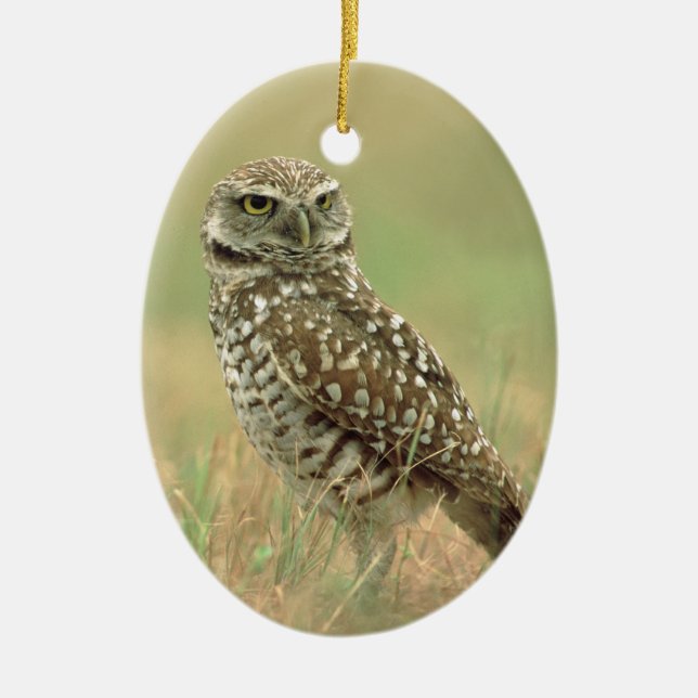 Burrowing Owl Ceramic Ornament (Front)