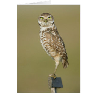 Burrowing Owl - Here's Looking at You