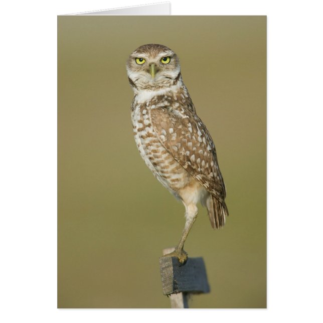 Burrowing Owl - Here's Looking at You (Front)