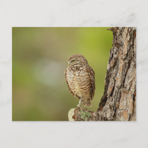 Burrowing Owl in Florida Postcard
