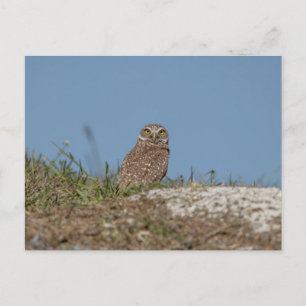Burrowing Owl in Florida Postcard