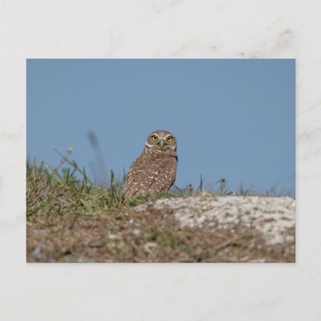 Burrowing Owl in Florida Postcard (Front)
