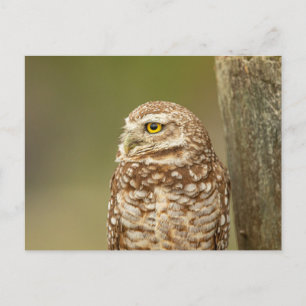 Burrowing Owl in Florida Postcard