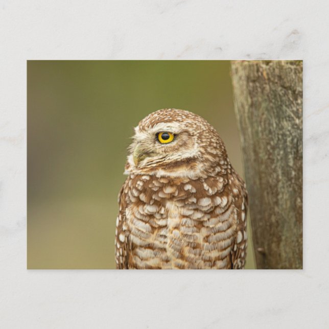 Burrowing Owl in Florida Postcard (Front)