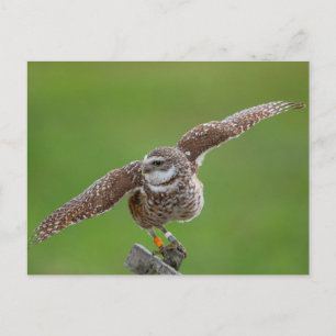 Burrowing Owl in Florida Postcard