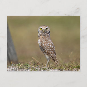 Burrowing Owl in Florida Postcard