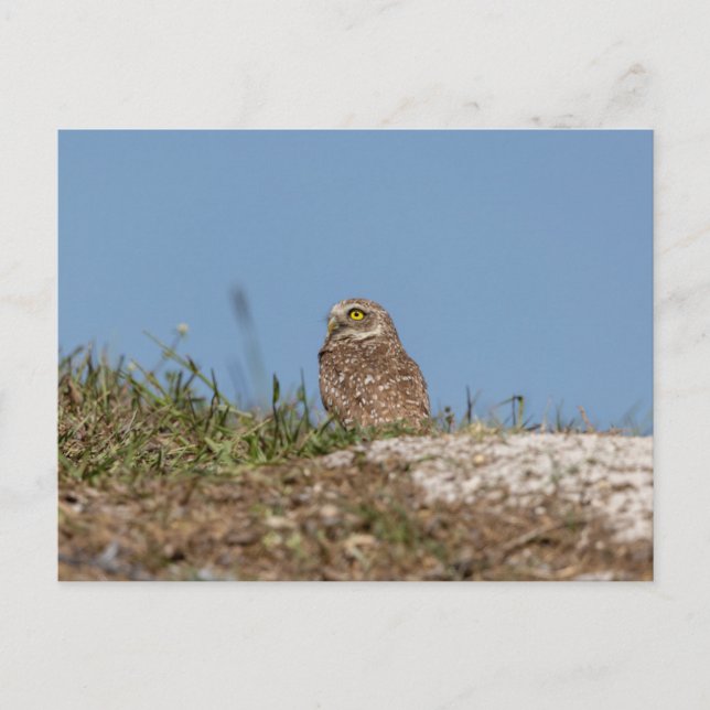 Burrowing Owl in Florida Postcard (Front)