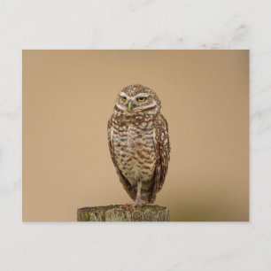 Burrowing Owl in Florida Postcard