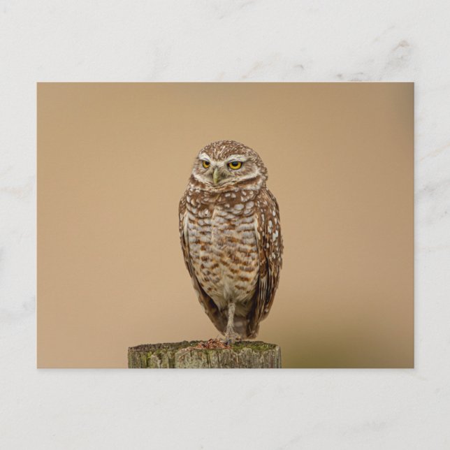 Burrowing Owl in Florida Postcard (Front)