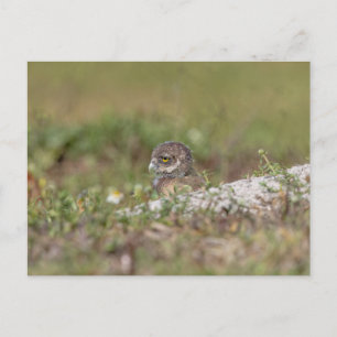 Burrowing Owl in Florida Postcard