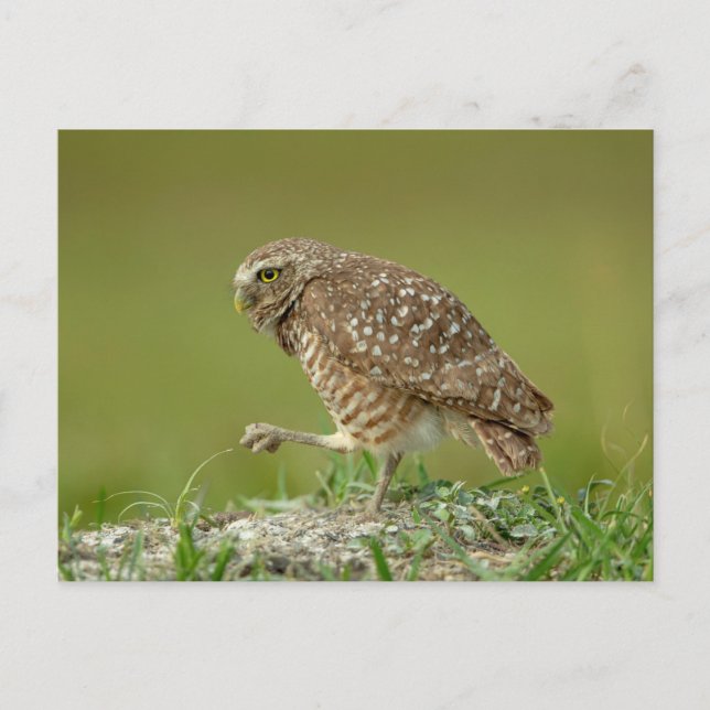Burrowing Owl in Florida Postcard (Front)