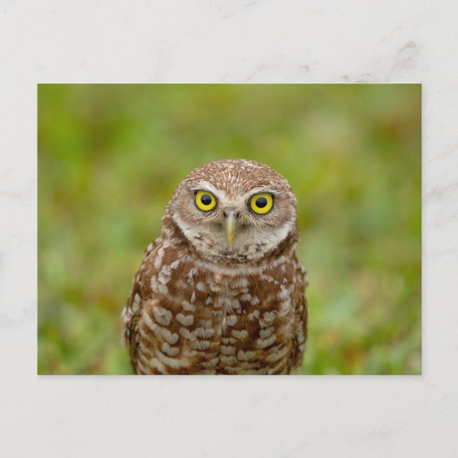 Burrowing Owl in Florida Postcard (Front)
