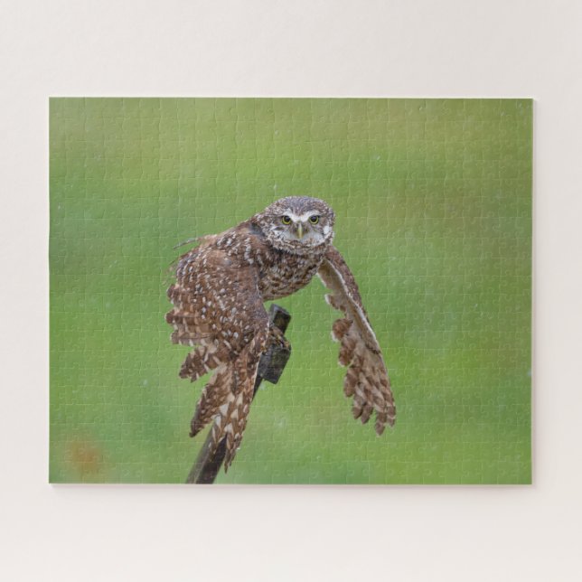 Burrowing Owl Jigsaw Puzzle (Horizontal)