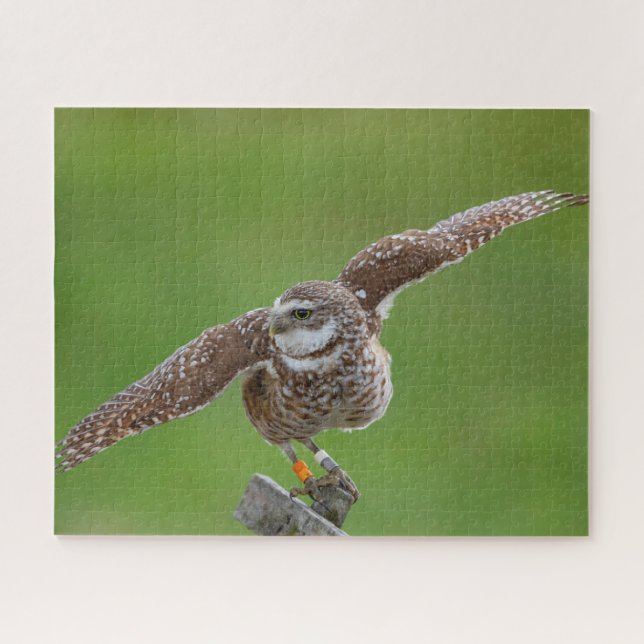 Burrowing Owl Jigsaw Puzzle (Horizontal)