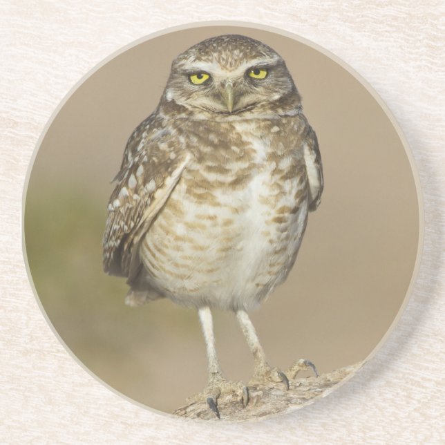 Burrowing Owl on a Cholla Rib Coaster (Front)